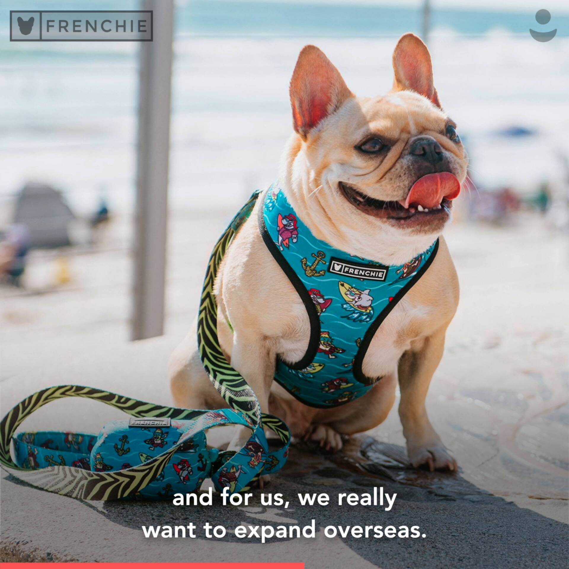 Frenchie Bulldog Influencer Marketing Case Study 4