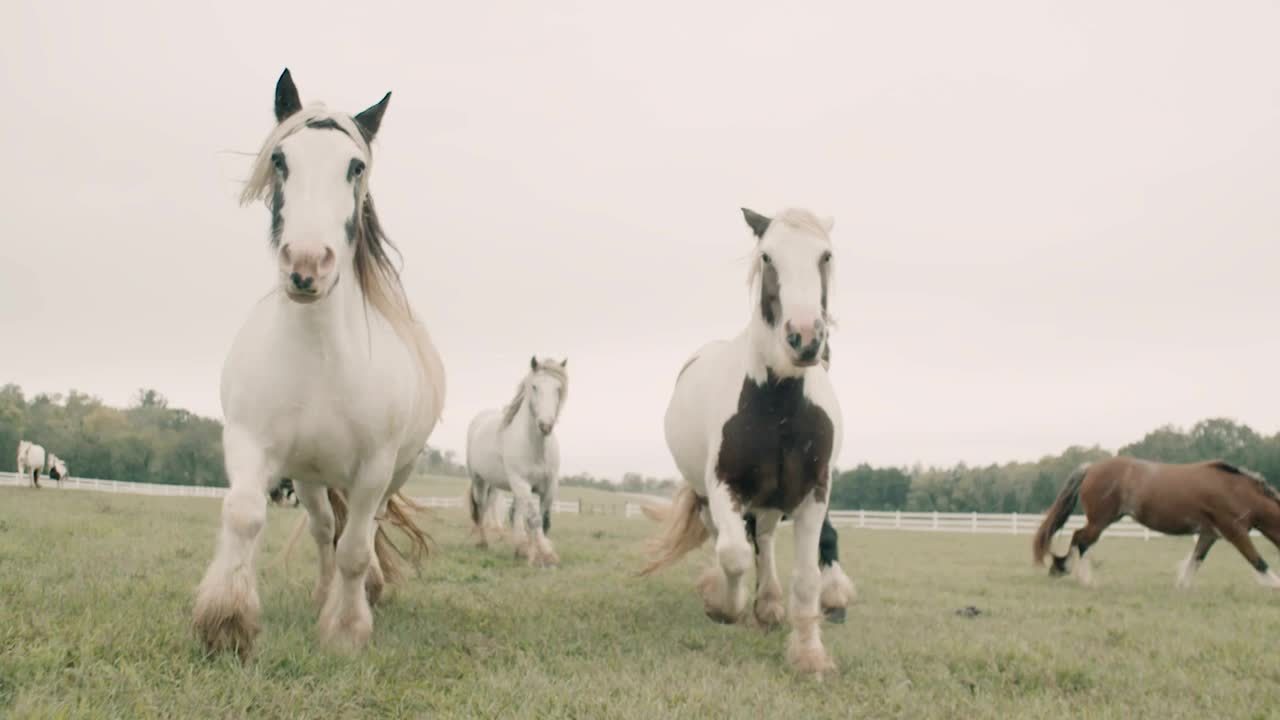 Breeding horses for therapy centers