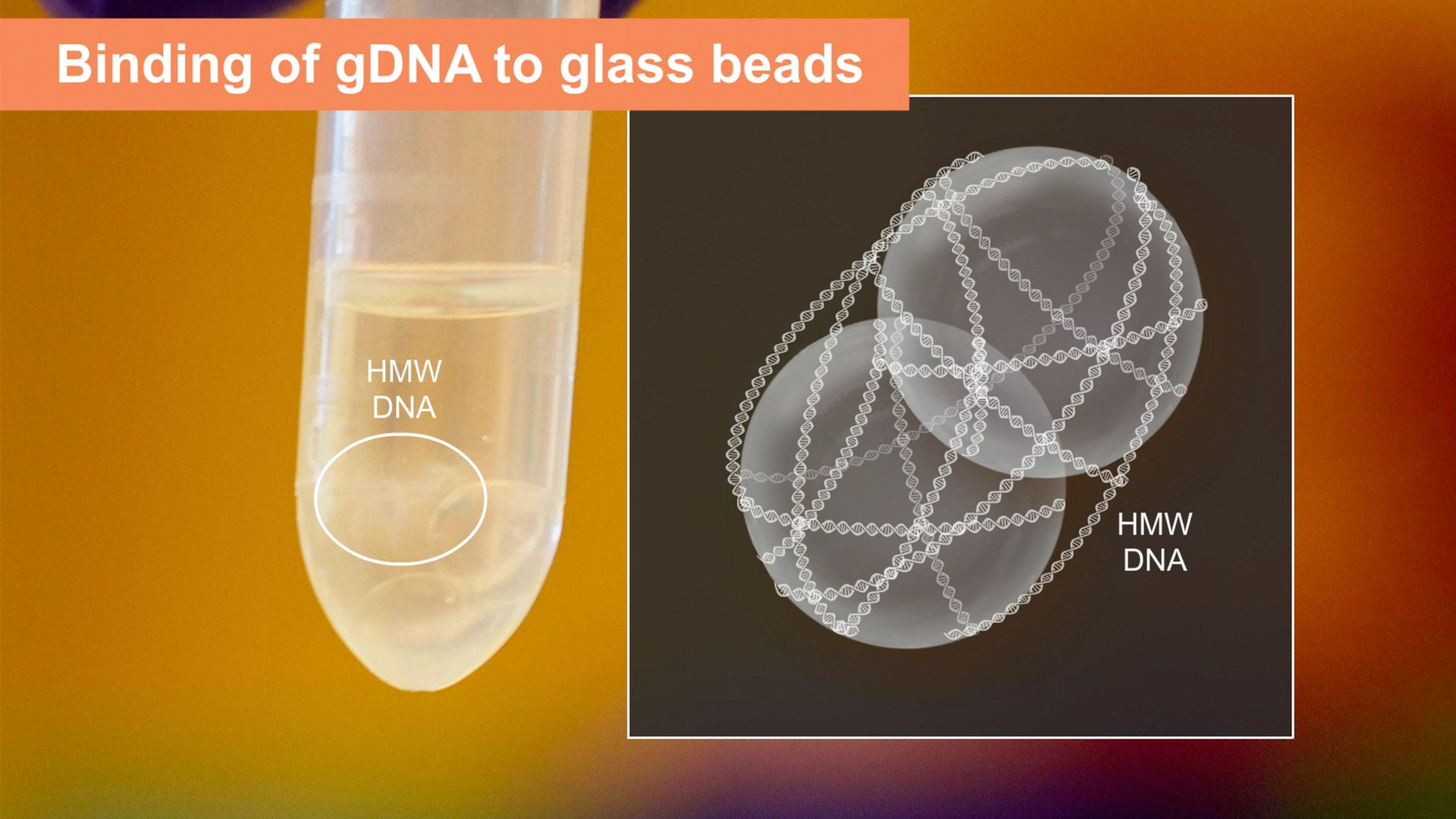 Кит монарх. DNA Extraction. Zhang HB High Molecular Wheit DNA Extraction Plant. Zhang HB High Molecular Wheit DNA Extraction. Bottleneck Analysis.